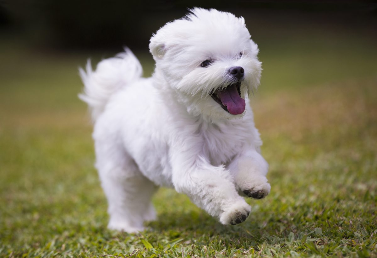 baby maltese puppy for sale