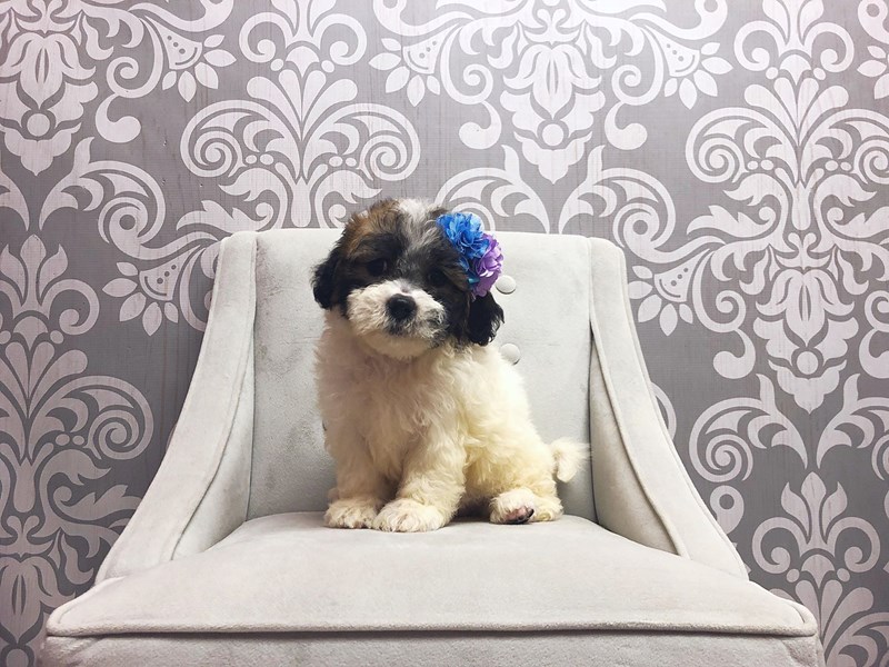 brown and white teddy bear dog
