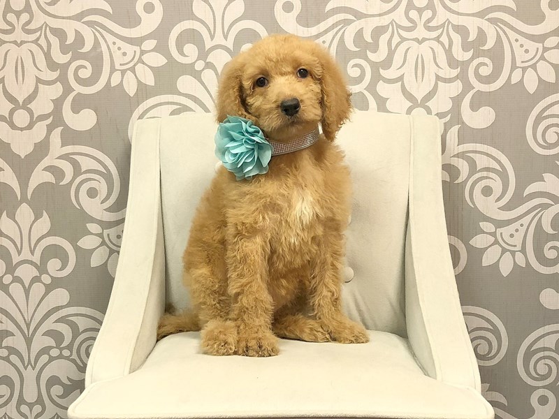 f2 goldendoodle mini