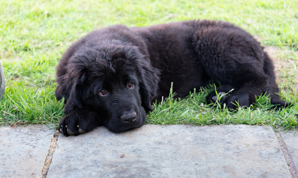 21 Physical Facts About Newfoundland Puppies Furry Babies
