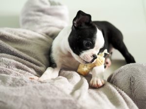 boston terrier baby toy