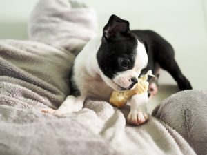 little boston terrier