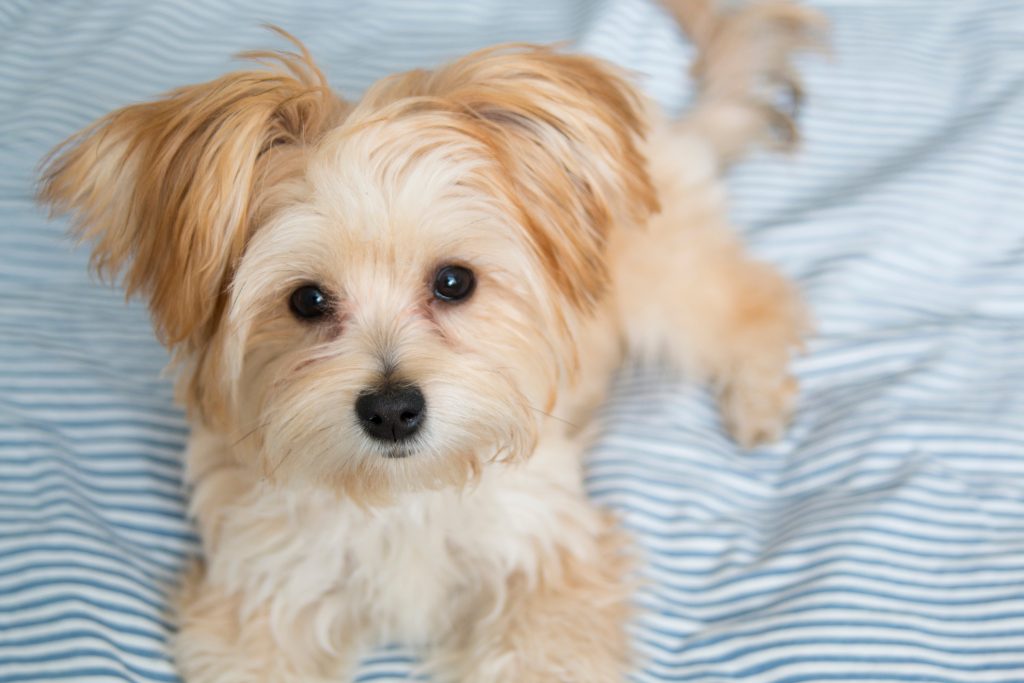 cute morkie puppies