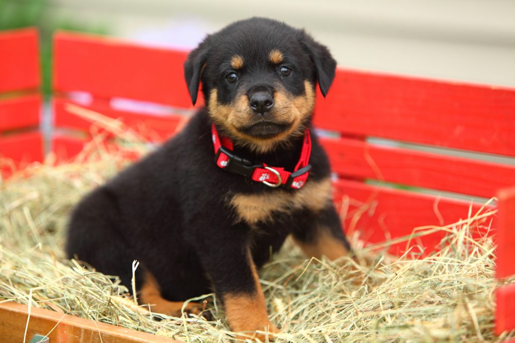 The Commanding Presence of Rottweiler Puppies Furry Babies