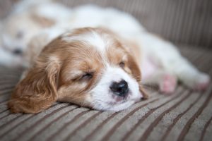 baby cavachon