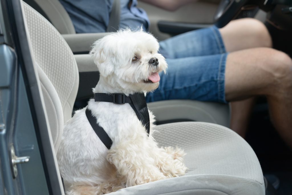 Tips on Keeping Your Dog Safe in the Car Furry Babies