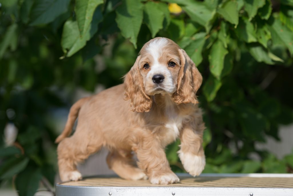 From Cocker Spaniel Puppies To The Adolescent Years Furry Babies   Blog6 1024x684 