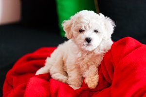 baby bichon