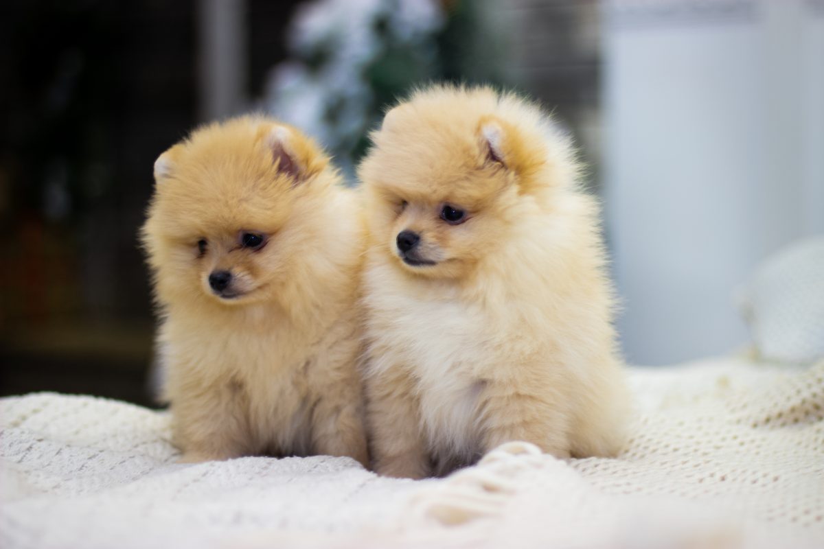 Where to Find Very Small Dog Breeds For Sale - Furry Babies
