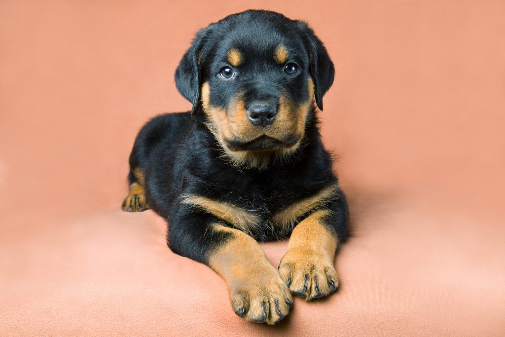 Buy Rottweiler Puppies For Sale In Netherlands