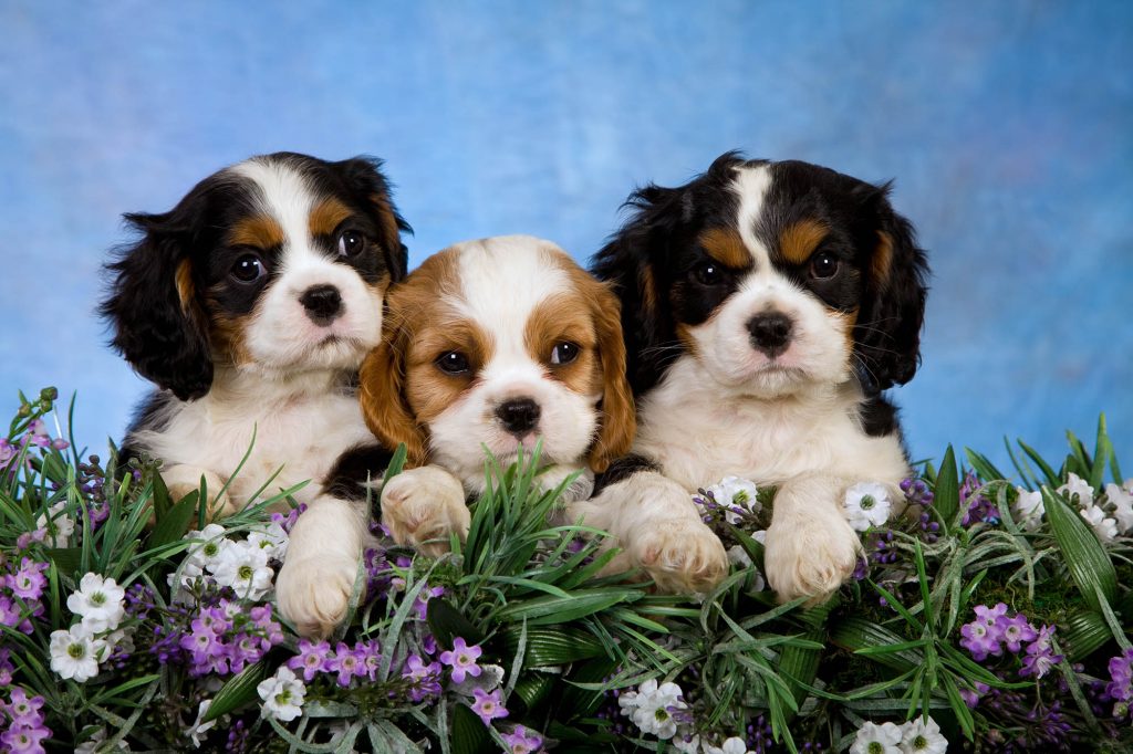 All the Information about you need about Baby Puppies! Furry Babies