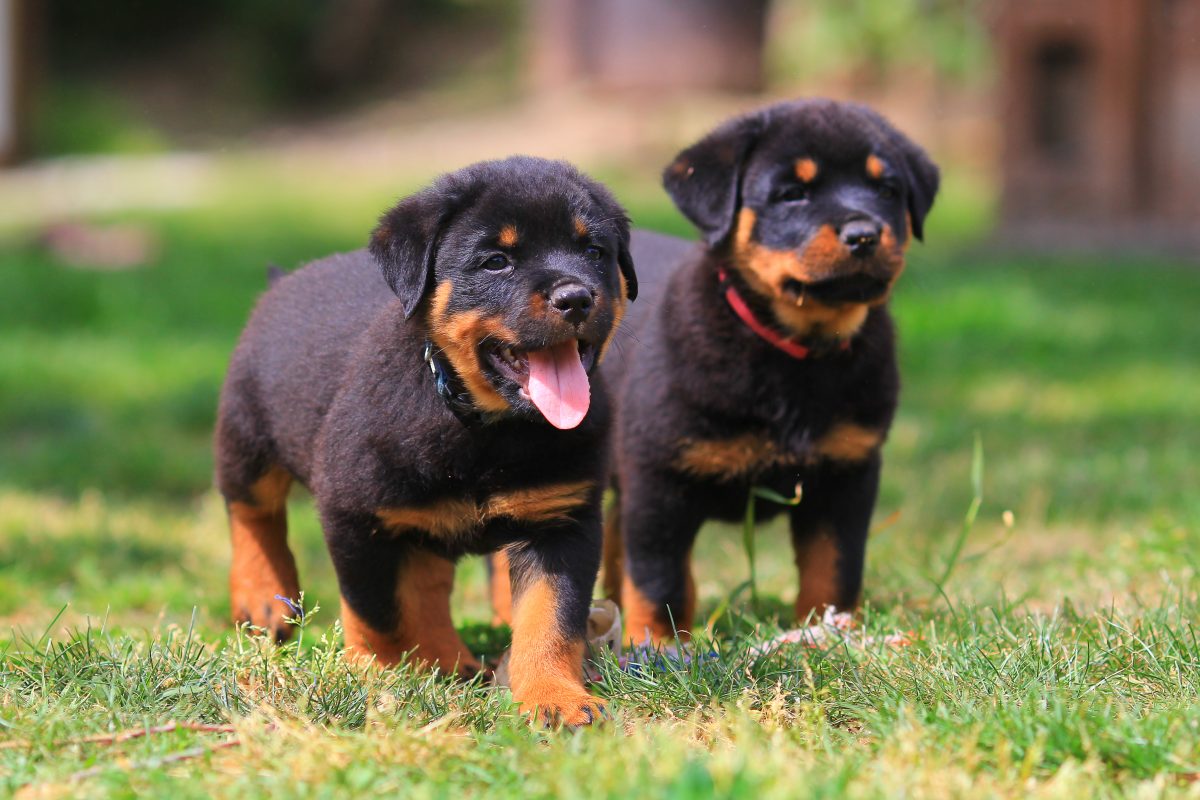 melissa and doug rottweiler