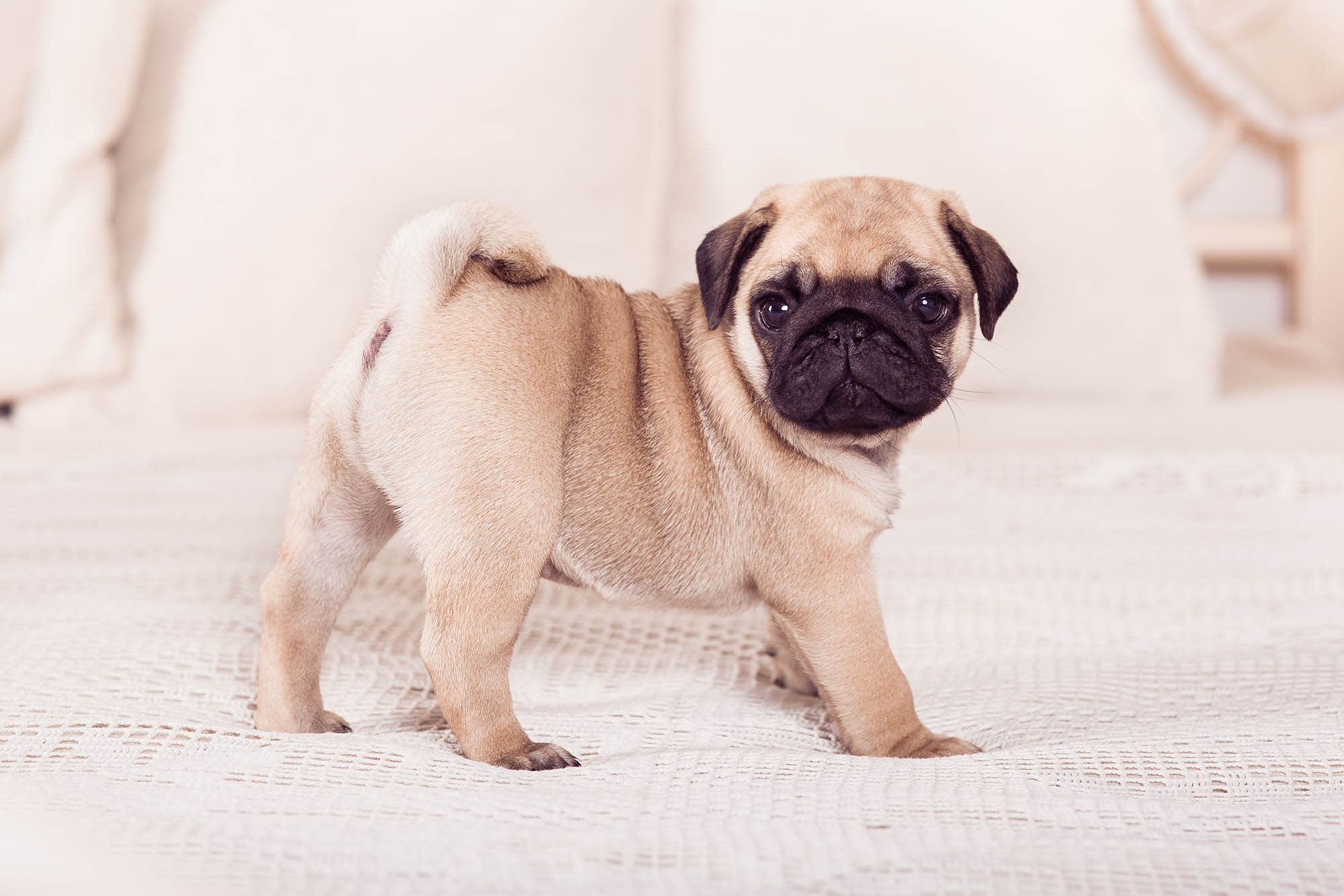Taking Care of Your Sweet, Little Pug Puppy Furry Babies