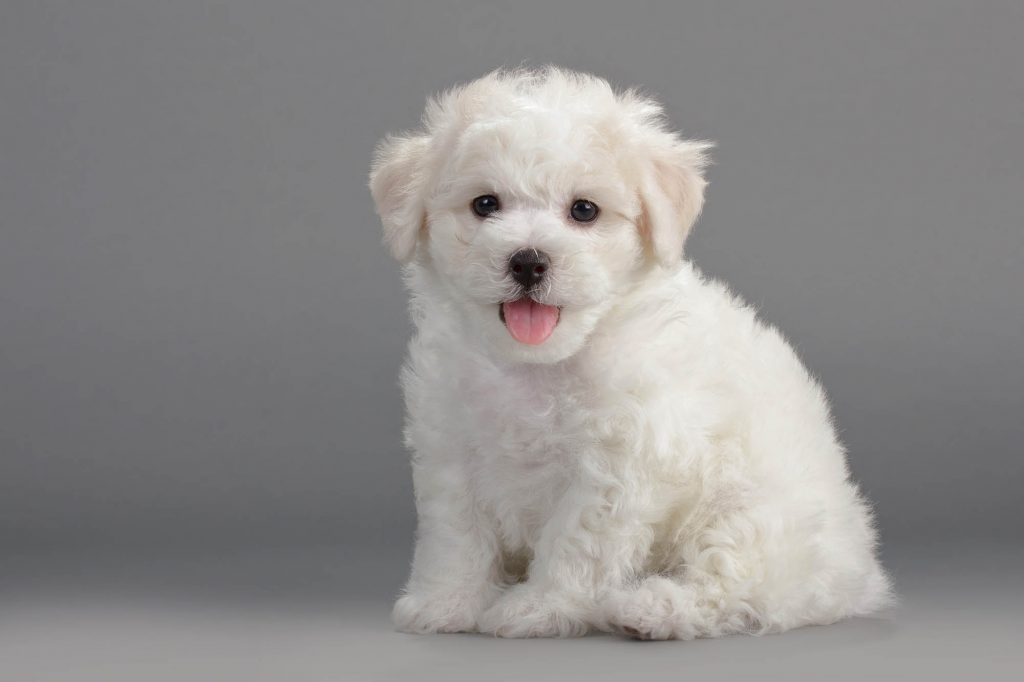 Our Bouncing & Bold Bichon Frise Puppies Furry Babies
