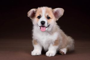 corgidor puppies for sale near me