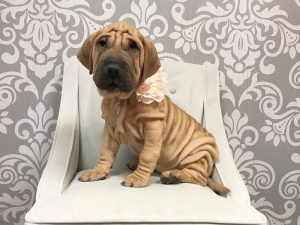 basset hound shar pei mix puppies