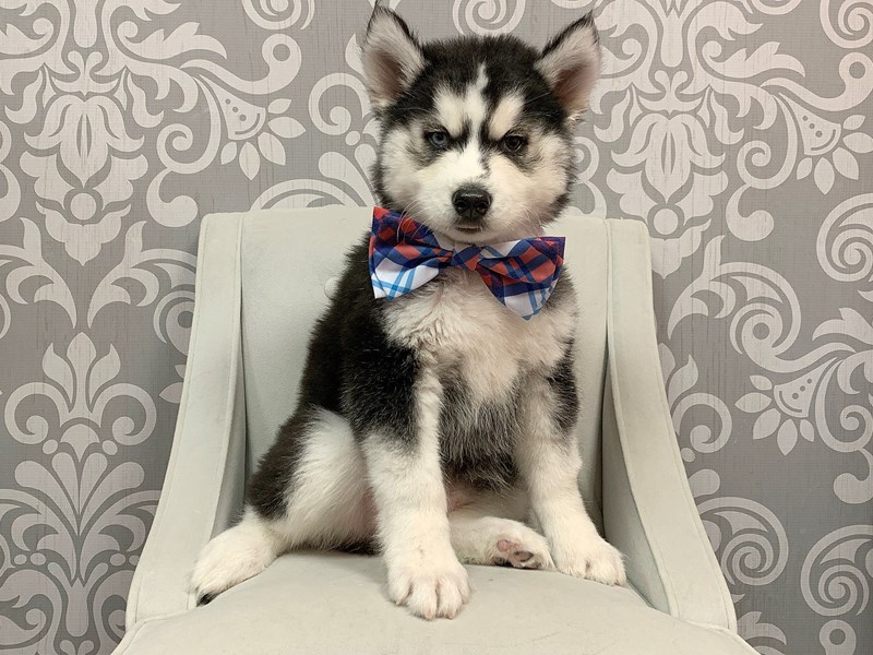 husky with bow tie