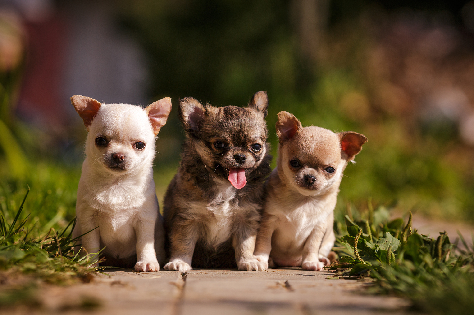 How to Care for Your Chihuahua Puppies Furry Babies