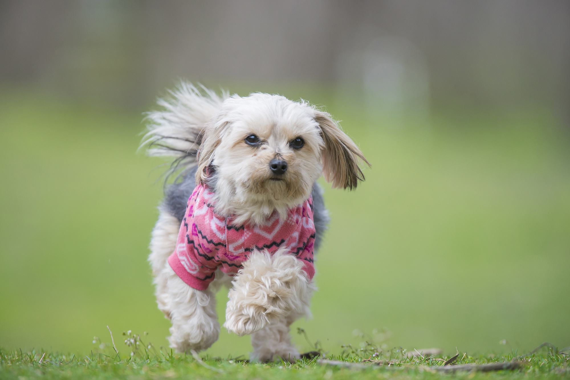 Morkie Puppies are Here at Furry Babies for sale! Furry Babies
