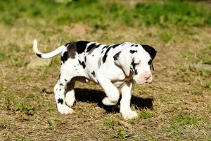 baby great dane for sale