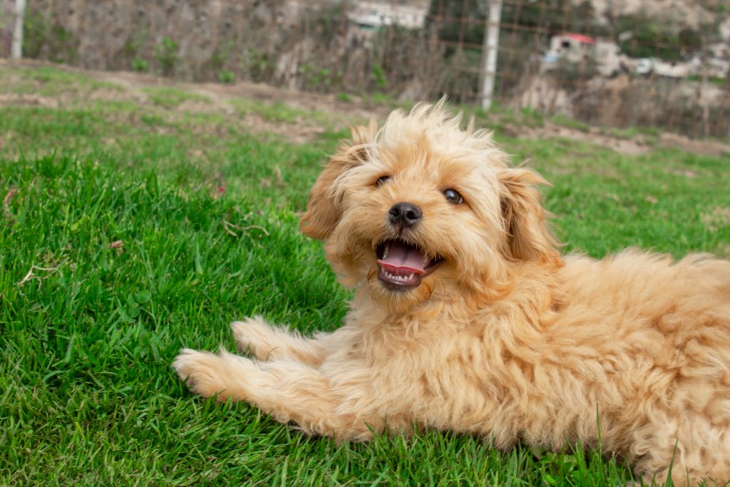 baby goldendoodle puppies