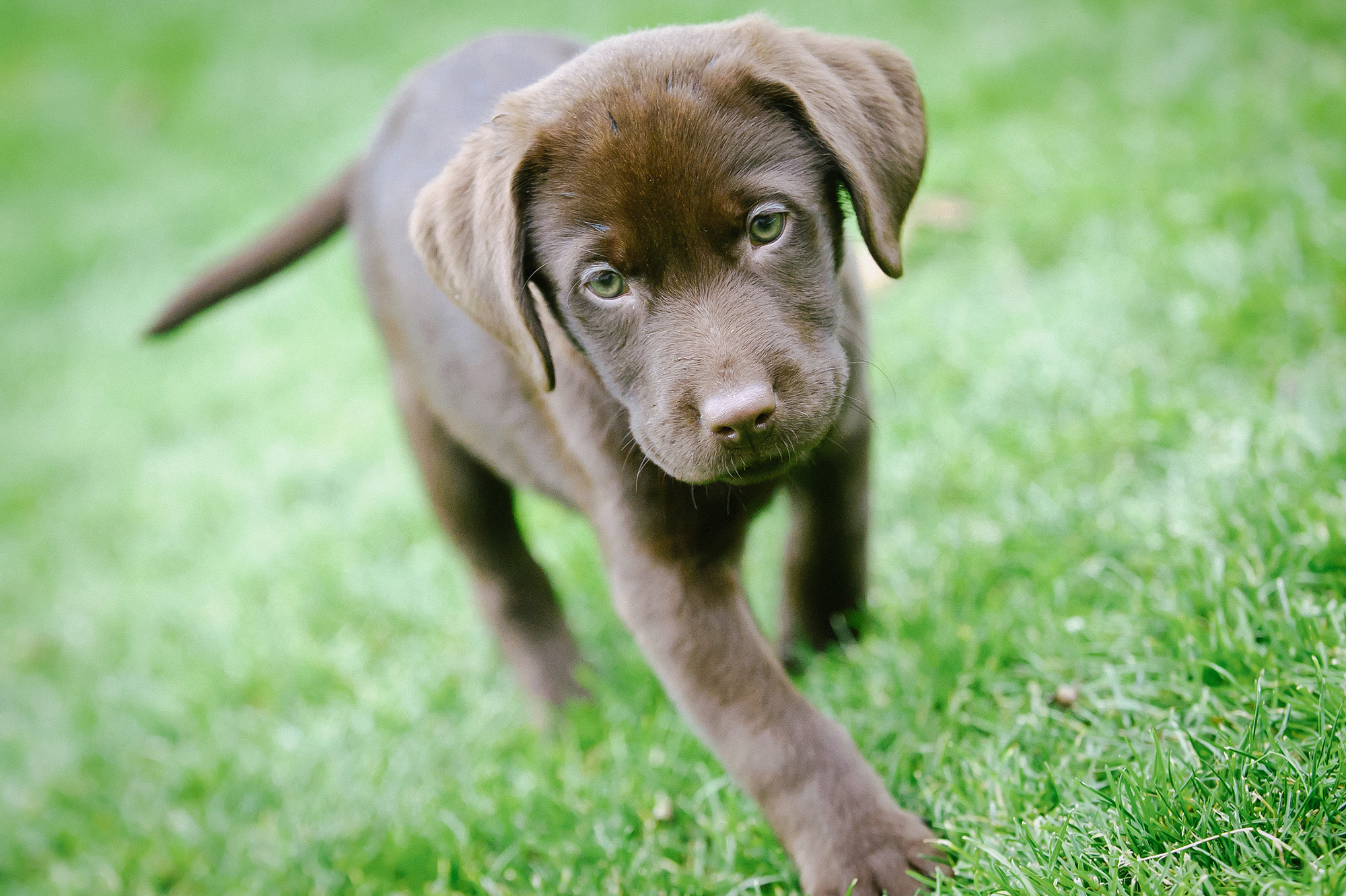 Therapy Dogs at Furry Babies Furry Babies