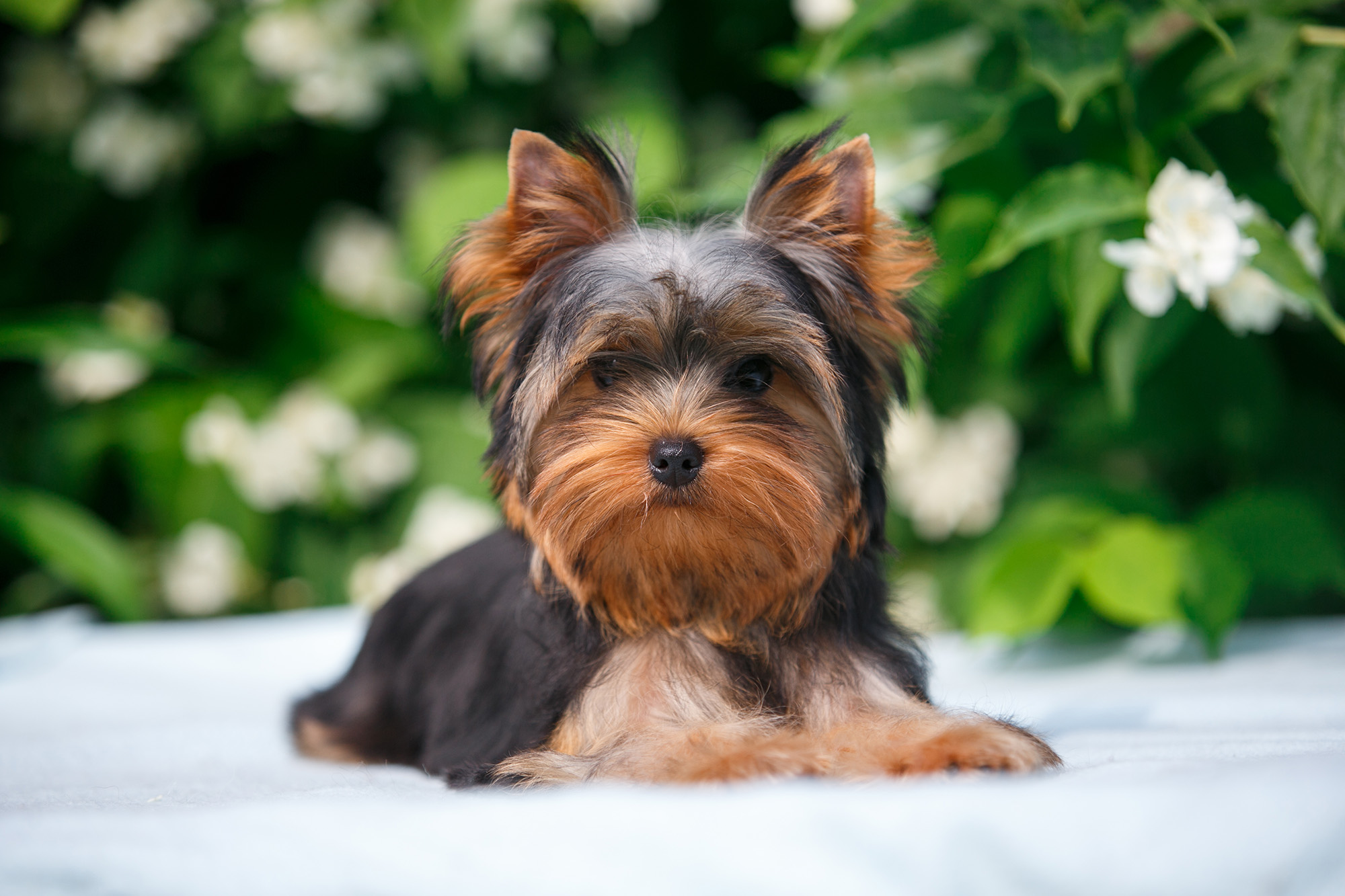 three-things-about-raising-yorkie-puppies-furry-babies