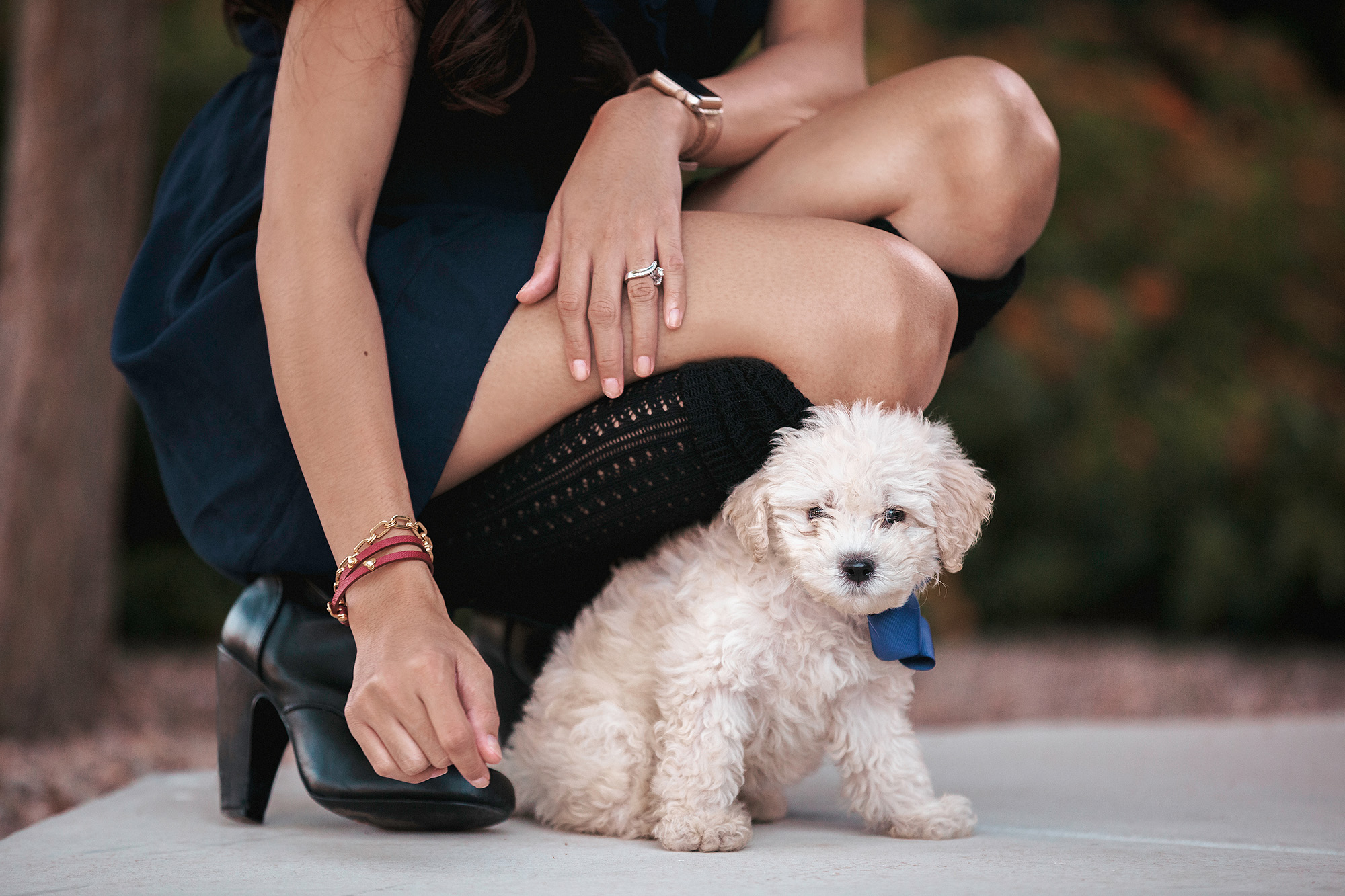 Different Ways to Care for Your Maltipoo Furry Babies