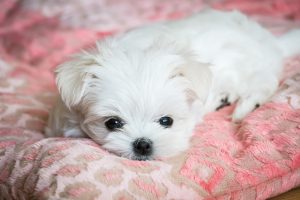 hypoallergenic puppies for sale
