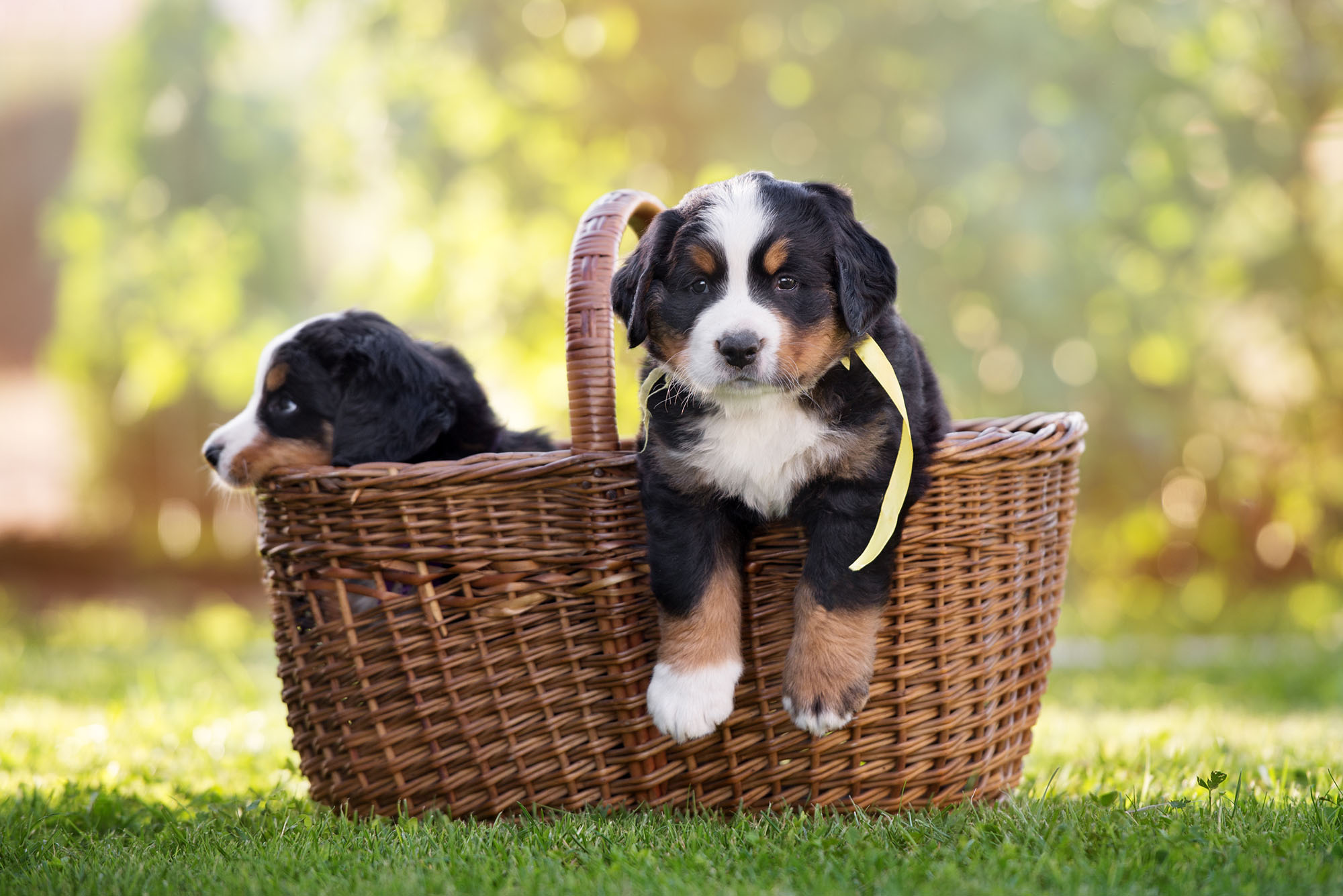 3 Ways to Keep Your Bernese Mountain Dog Healthy Furry Babies