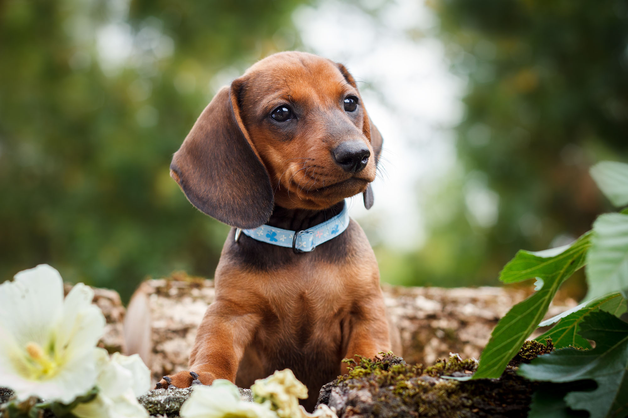 Dash In For Our Adorable Dachshund Puppies! Furry Babies