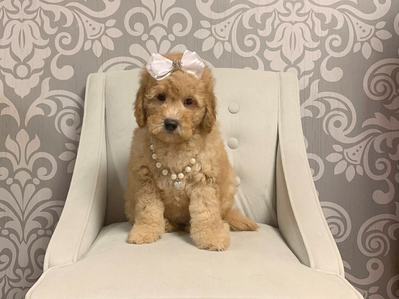 female mini goldendoodle