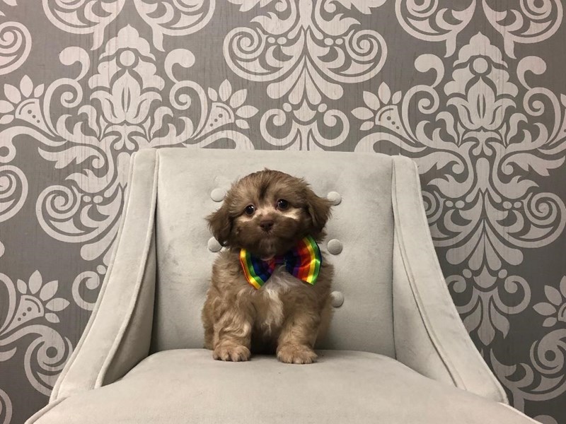 Daisy DogDOGMaleAPRICOT WHITE2432790Furry Babies