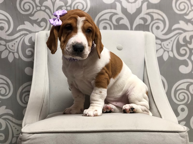 Walrus-DOG-Female-FAWN WHITE-2496896-Furry Babies