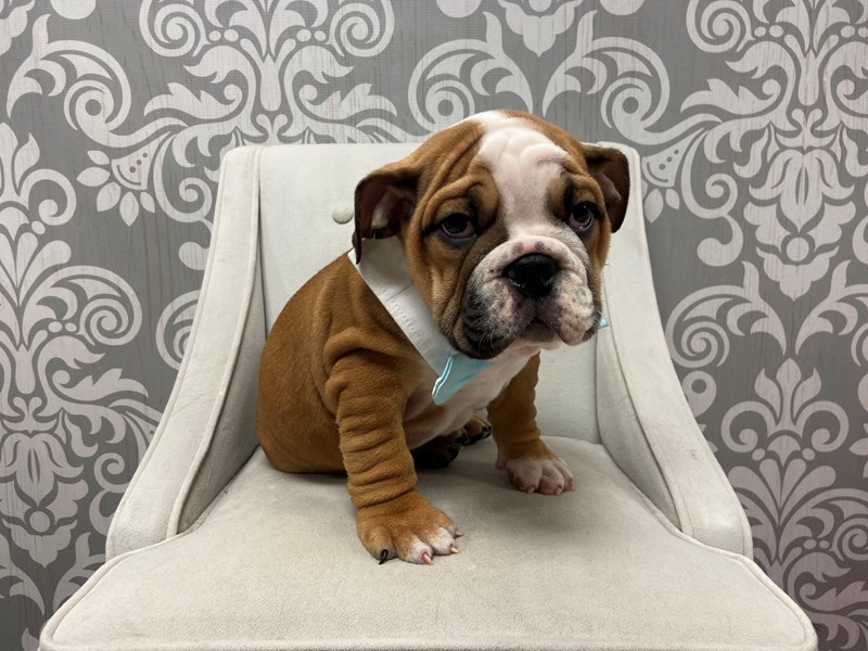 fawn and white english bulldog