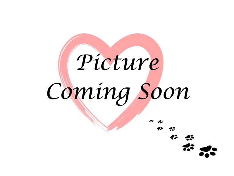Mini Walrus-Male-Black Tri-2603196-Furry Babies