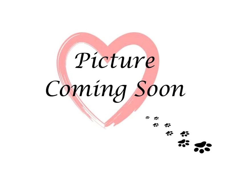 Pekingese-Male-Brown-2827396-Furry Babies