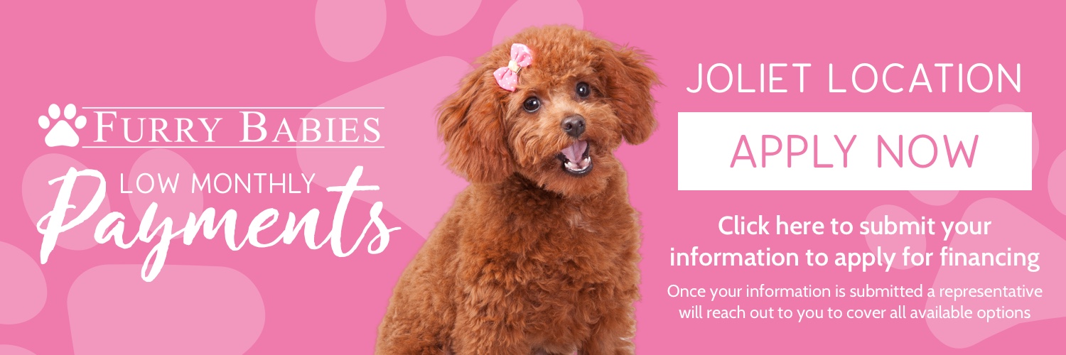 Furry Babies Finance your puppy today.