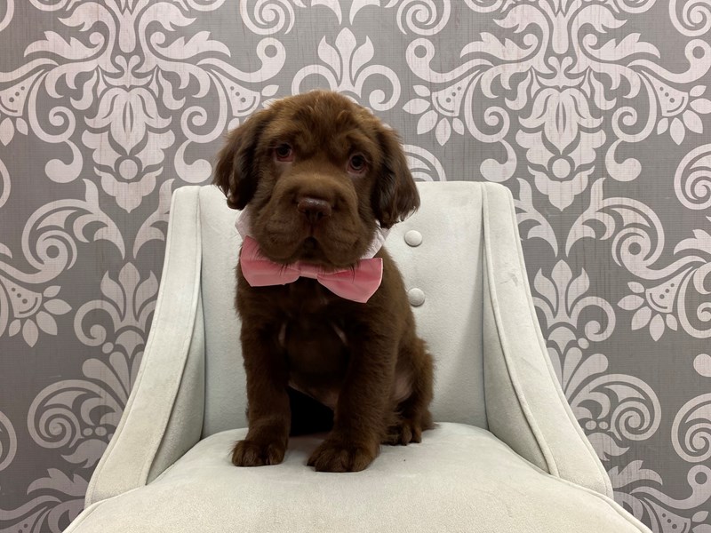 Fuzzy Walrus-DOG-Male-Chocolate-2917401-Furry Babies