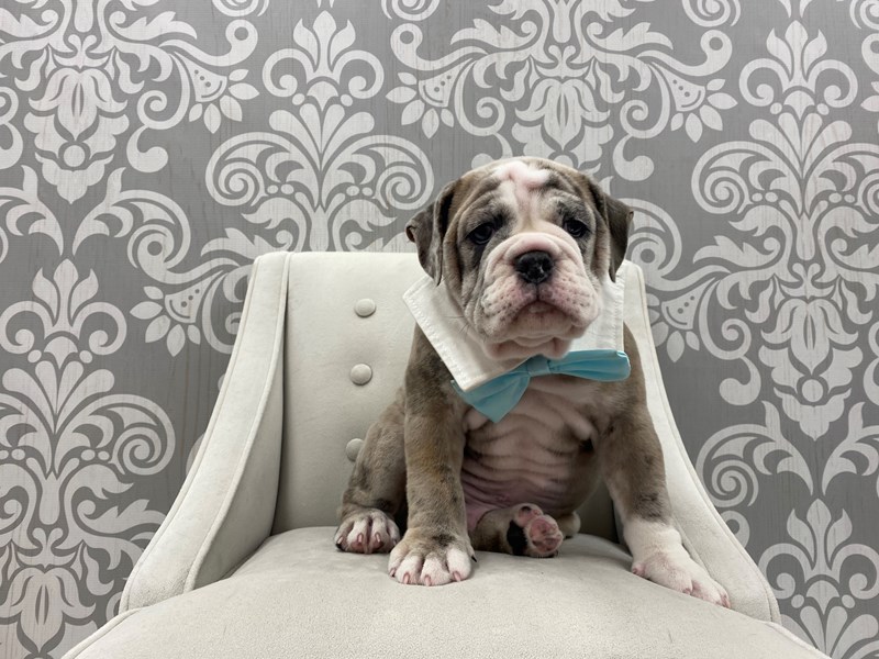 Old English BulldogDOGMaleBlue Merle3141918Furry Babies