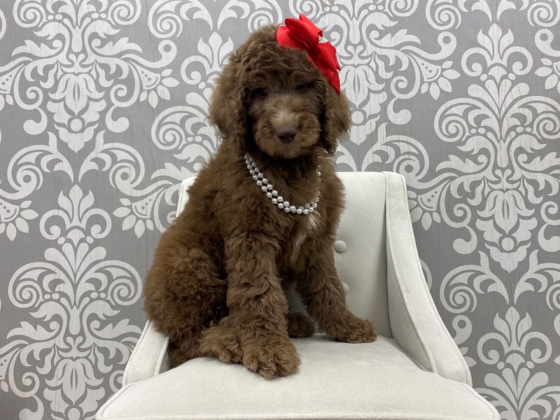 Standard GoldendoodleDOGFemaleChocolate3131155Furry Babies