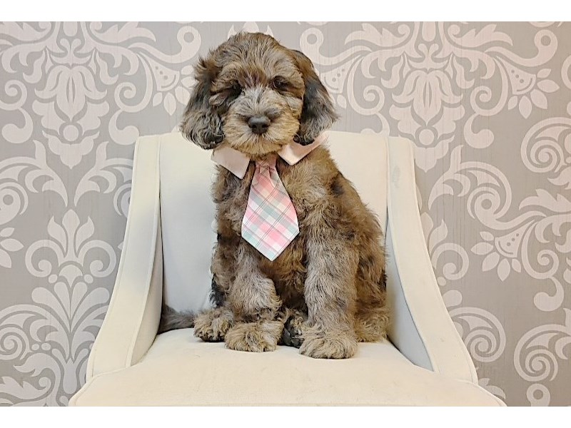 F2 STANDARD GOLDENDOODLE-Male-Blue Merle-3237618-Furry Babies