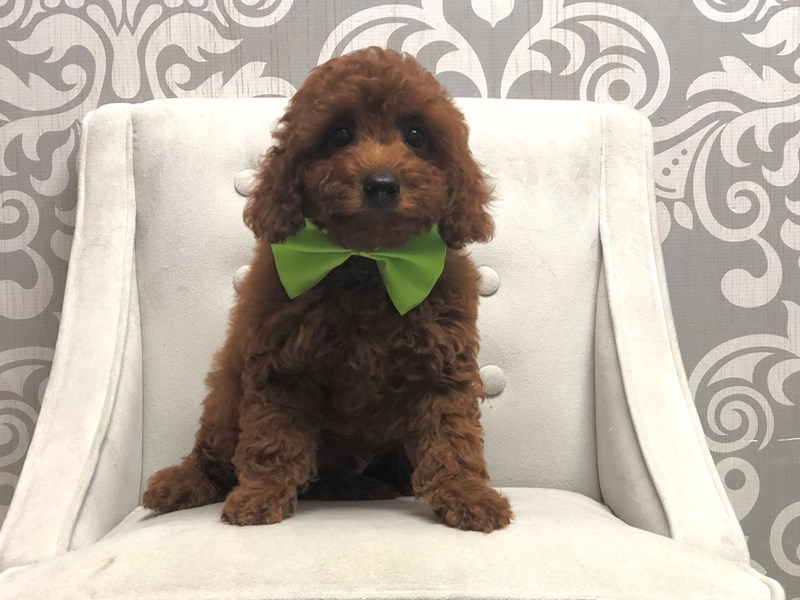 Cava Poo-Male-Red-3256515-Furry Babies