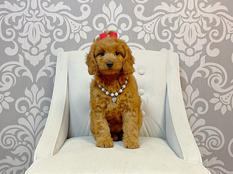 Cava Poo-Female-RED-3321488-Furry Babies