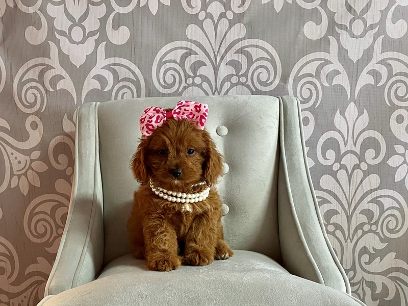 Cava Poo-Female-RED-3339536-Furry Babies