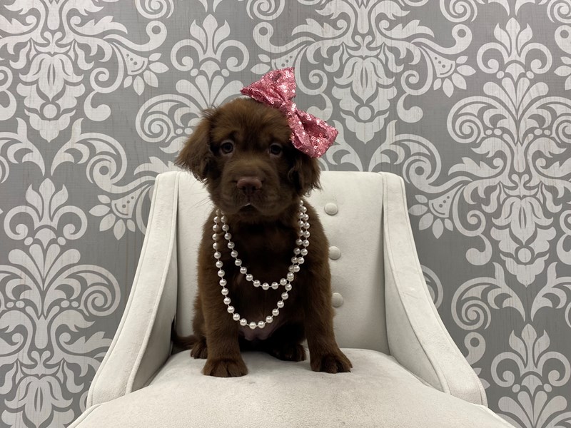 Fuzzy Walrus-DOG-Female-Chocolate-3330004-Furry Babies