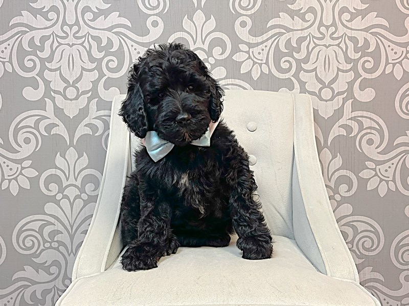 F2 STANDARD GOLDENDOODLE-Male-Black-3357730-Furry Babies