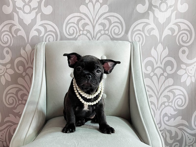 French BulldogDOGFemaleBlack Brindle3379460Furry Babies