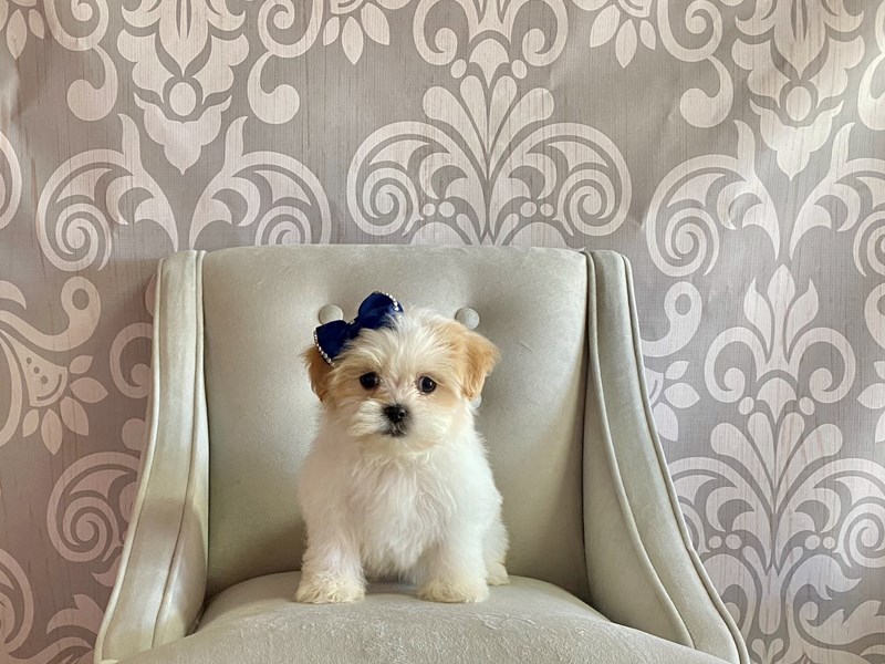 Malshi-Female--3396585-Furry Babies