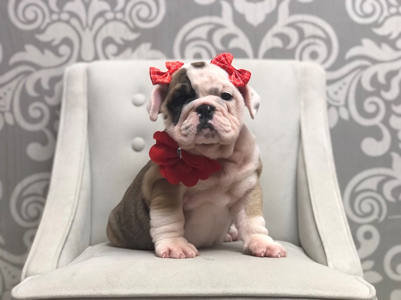 English Bulldog Puppies For Sale In Rockford Il